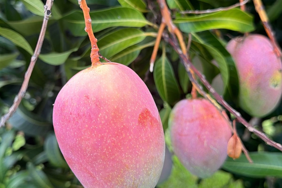 a close up of a mango tree