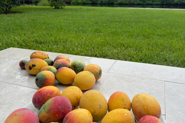 a group of mangoes on a table