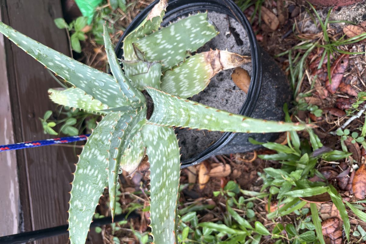 a plant in a pot