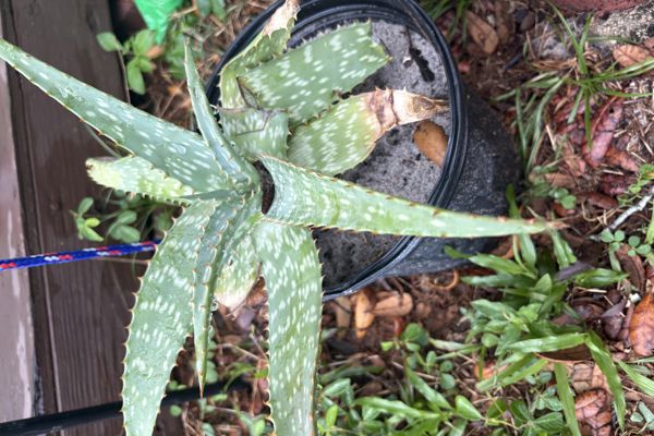 a plant in a pot