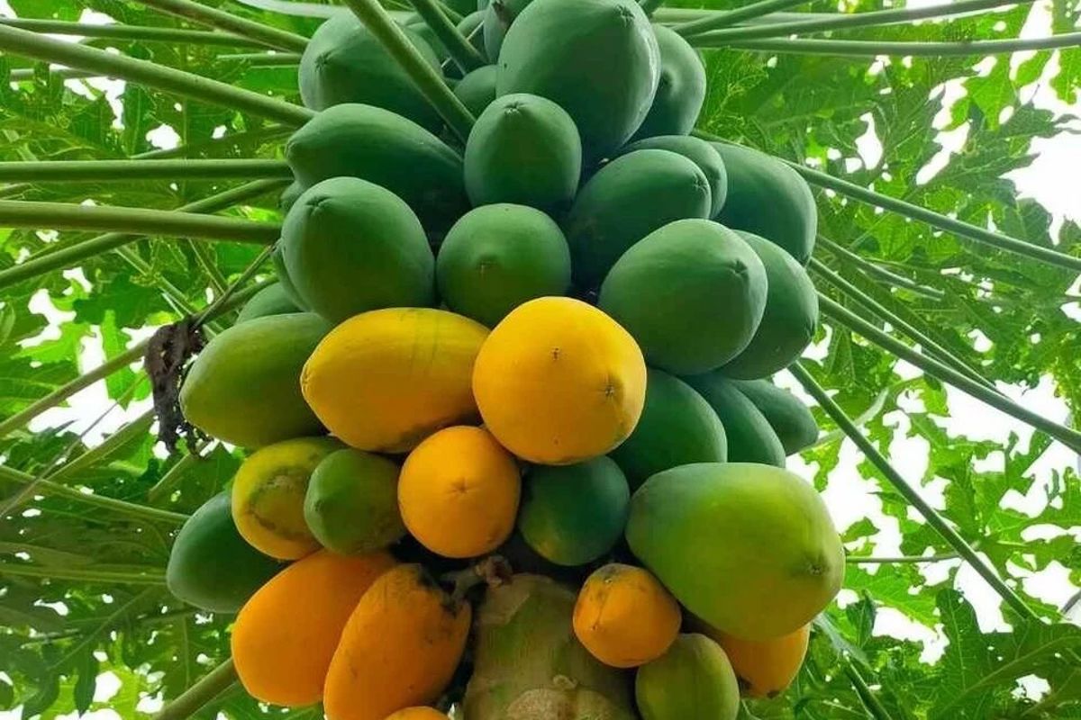 a papaya tree with many fruits