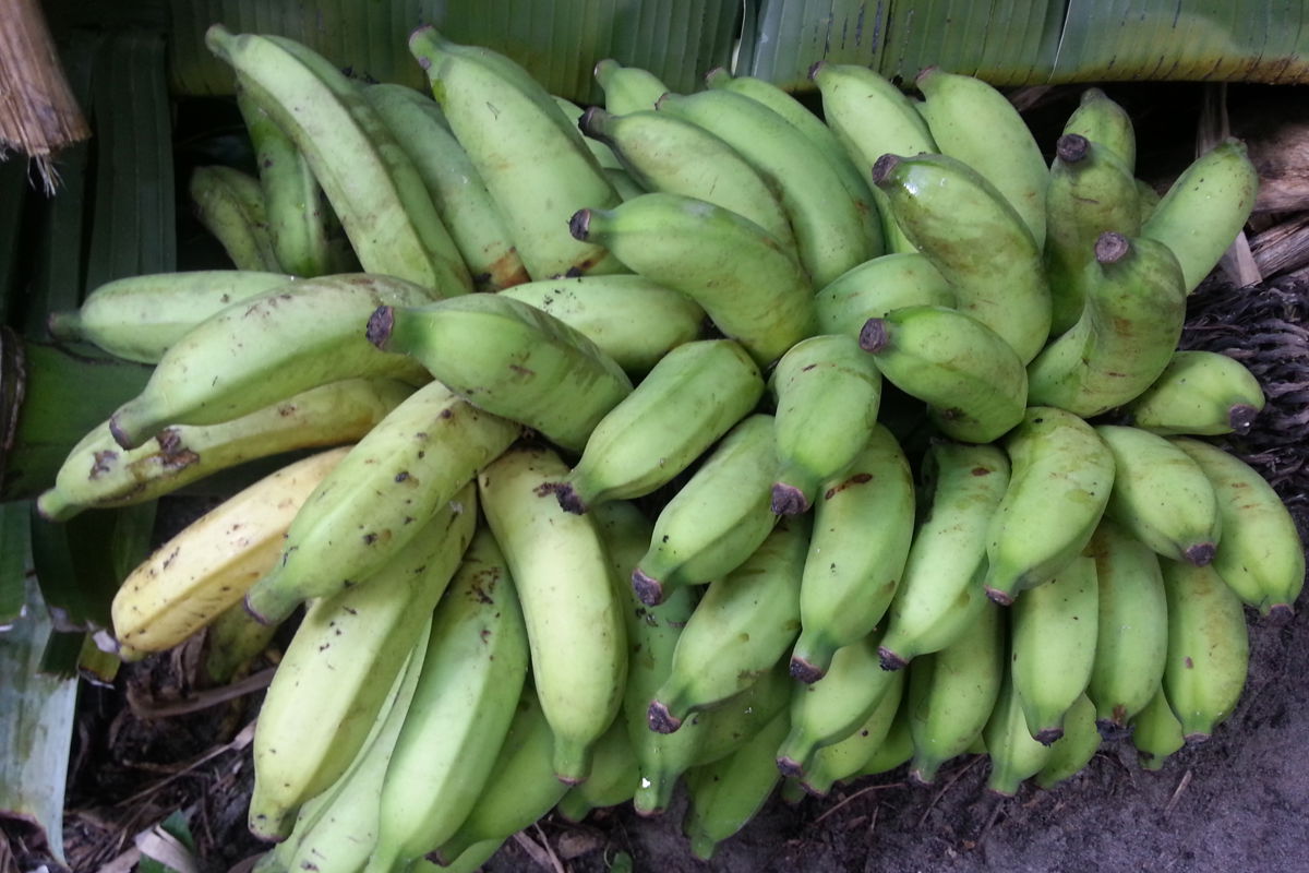 Dwf Brazilian 50 lb stalk.jpg